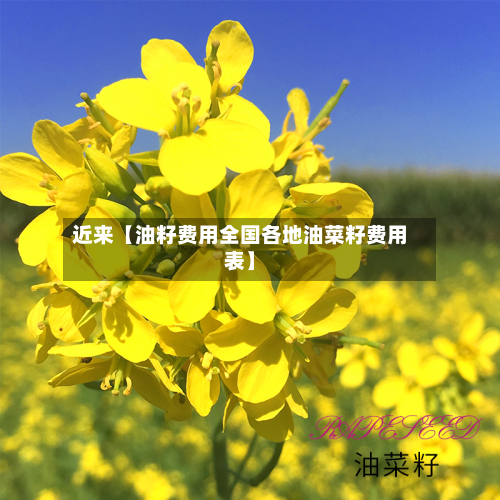 近来【油籽费用全国各地油菜籽费用表】