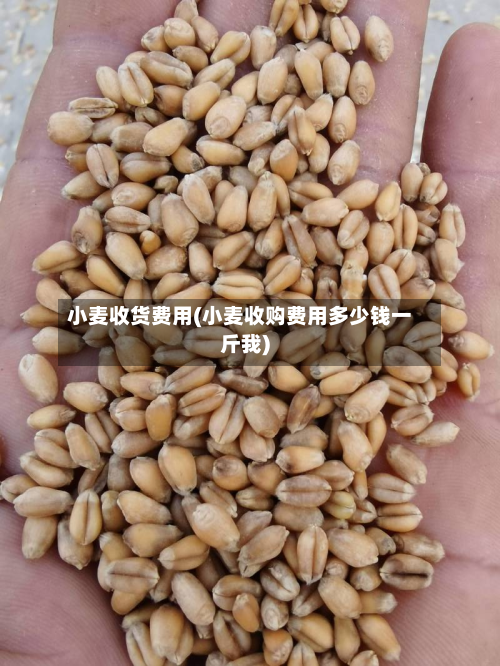 小麦收货费用(小麦收购费用多少钱一斤我)