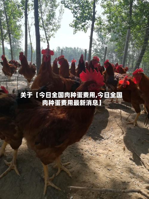 关于【今日全国肉种蛋费用,今日全国肉种蛋费用最新消息】