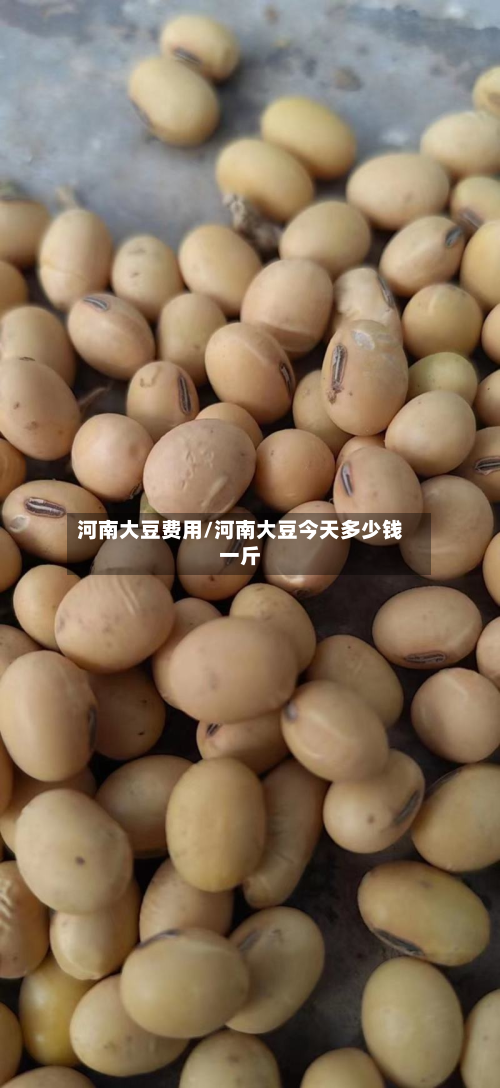 河南大豆费用/河南大豆今天多少钱一斤