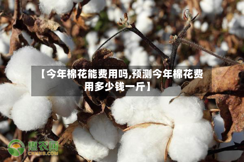 【今年棉花能费用吗,预测今年棉花费用多少钱一斤】