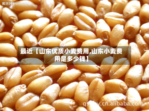 最近【山东优质小麦费用,山东小麦费用是多少钱】