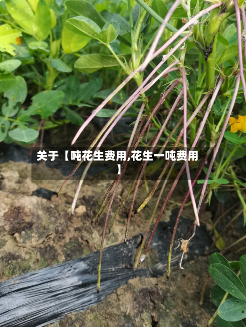关于【吨花生费用,花生一吨费用】