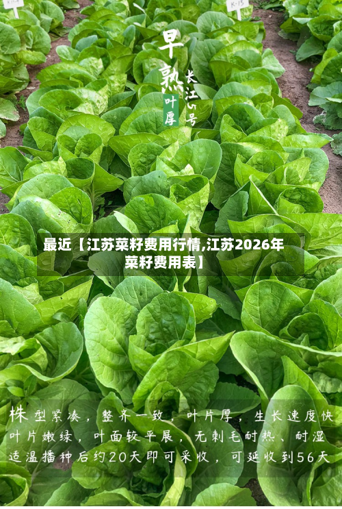 最近【江苏菜籽费用行情,江苏2026年菜籽费用表】