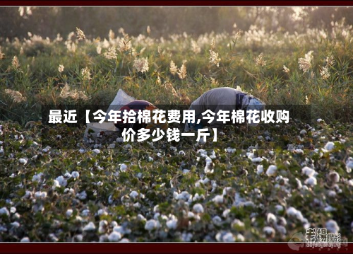 最近【今年拾棉花费用,今年棉花收购价多少钱一斤】