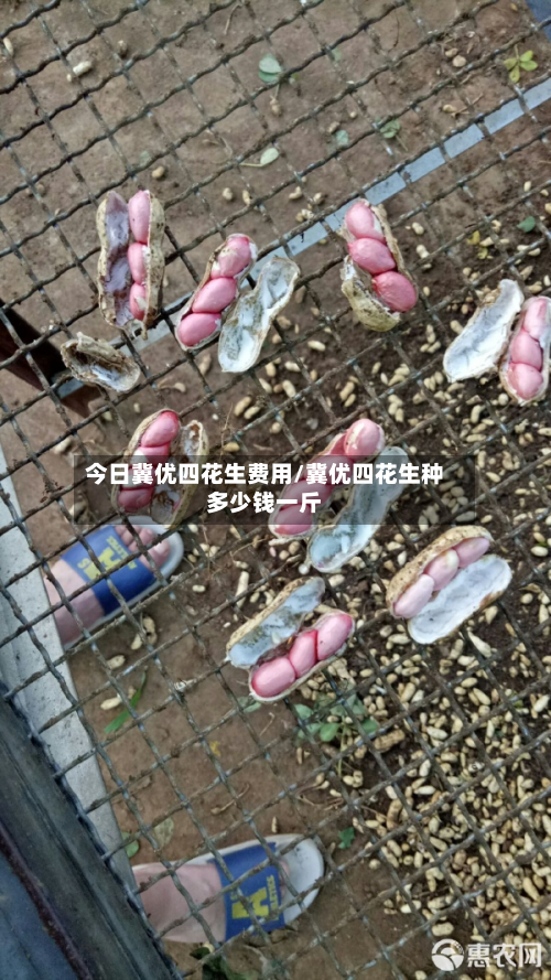 今日冀优四花生费用/冀优四花生种多少钱一斤