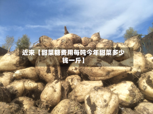 近来【甜菜糖费用每吨今年甜菜多少钱一斤】