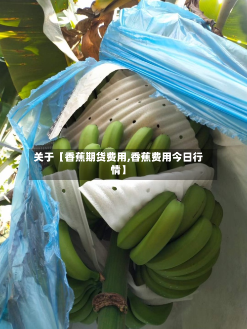 关于【香蕉期货费用,香蕉费用今日行情】
