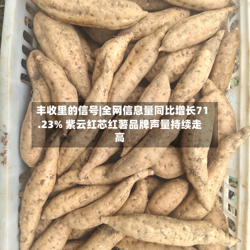 丰收里的信号|全网信息量同比增长71.23% 紫云红芯红薯品牌声量持续走高