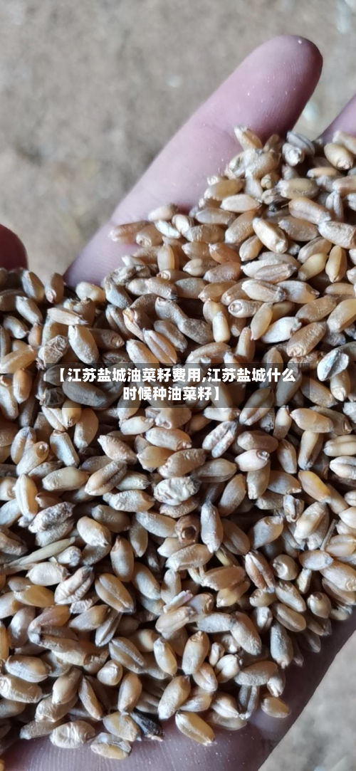 【江苏盐城油菜籽费用,江苏盐城什么时候种油菜籽】