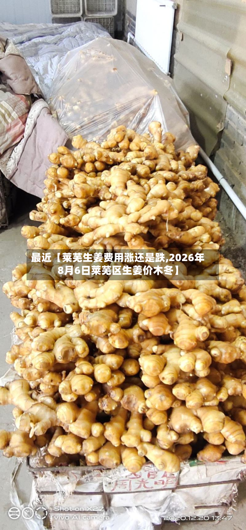 最近【莱芜生姜费用涨还是跌,2026年8月6日莱芜区生姜价木冬】