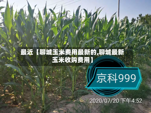 最近【聊城玉米费用最新的,聊城最新玉米收购费用】