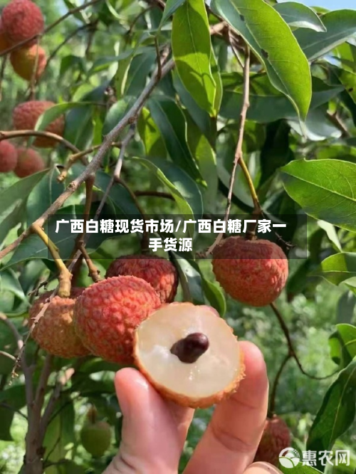 广西白糖现货市场/广西白糖厂家一手货源